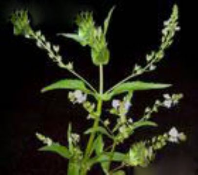 Vernica Anagallis-Aquatica Extract   